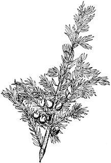 57033_juniper_sm.gif