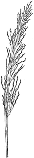 78748_zizanioi_img_sm.gif