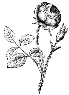 rose_7251_sm.gif