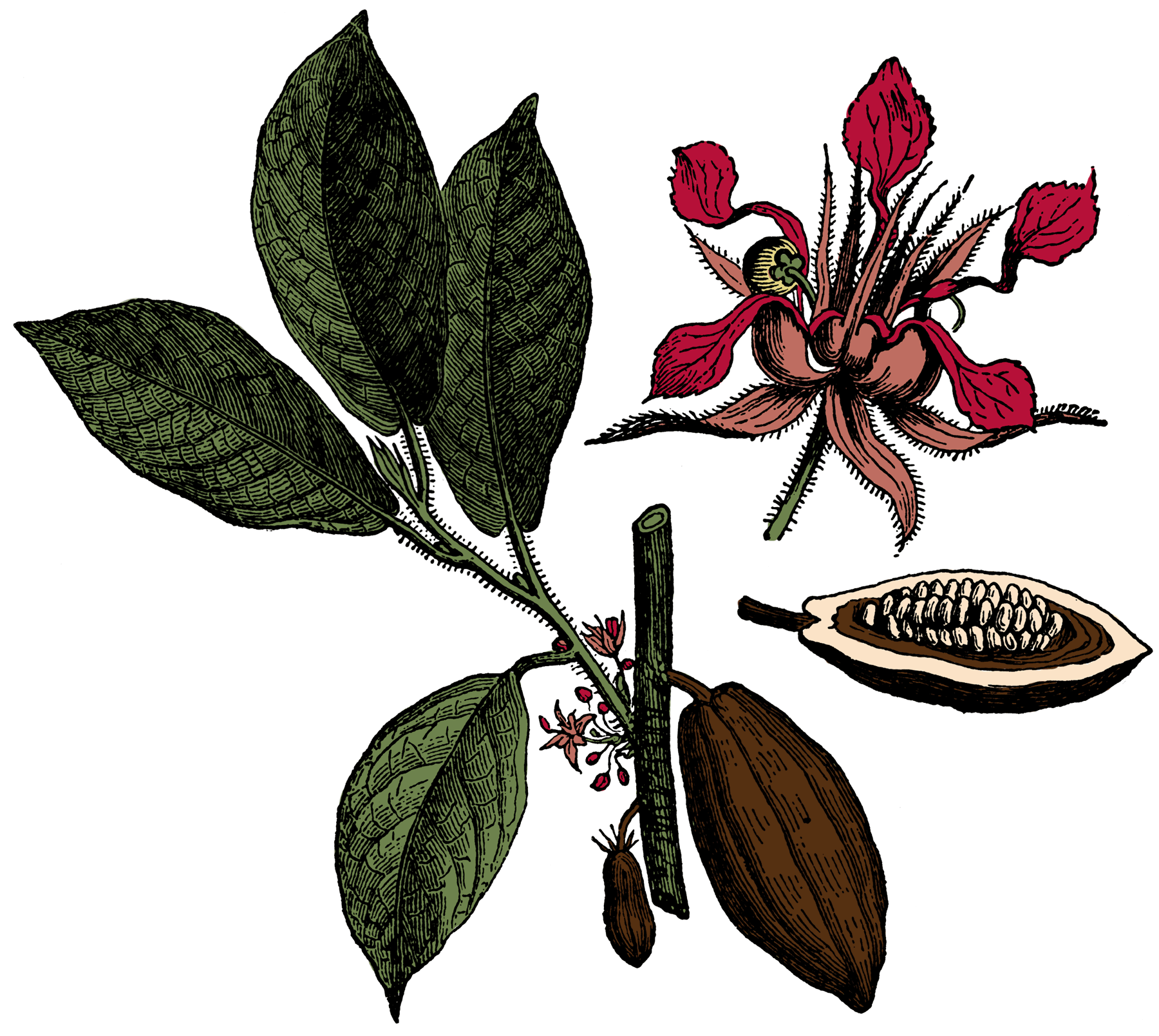 49730_cacao_lg.gif