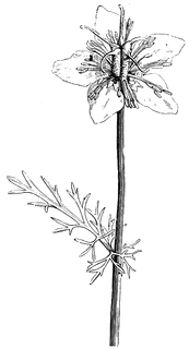 Eruca sativa, Arugula