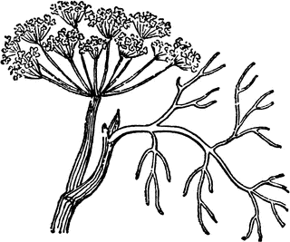 Anethum graveolens , Dill
