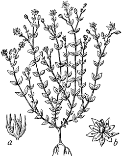 Thymus , Thyme