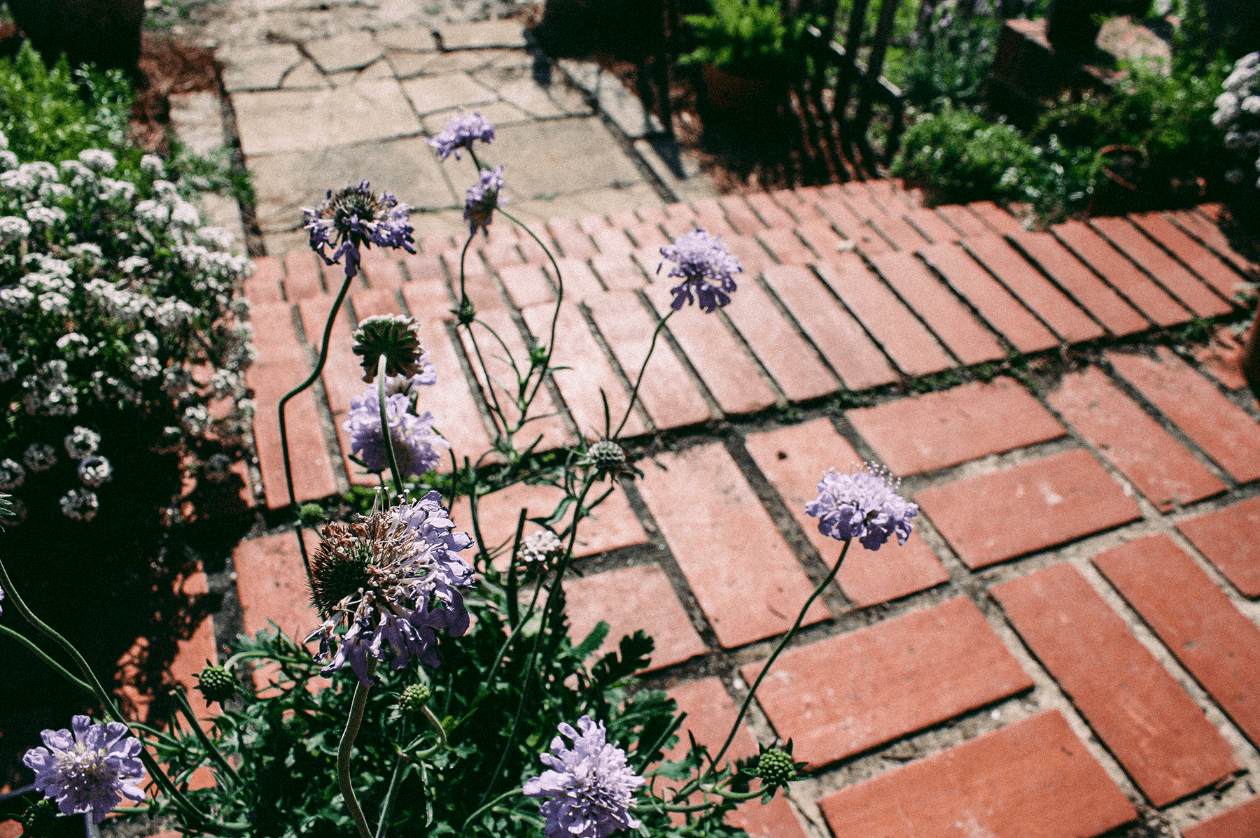 "Butterfly Blue" Pincushion Flower, Scabiosa columbaria