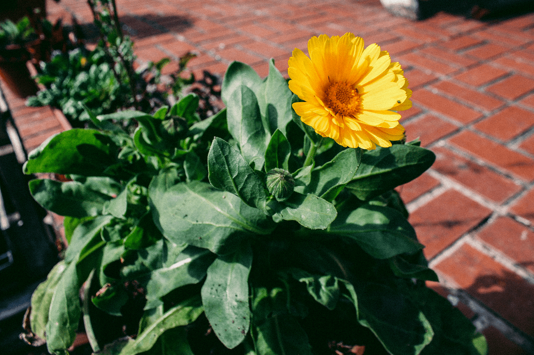 Calendula officinalis bloom