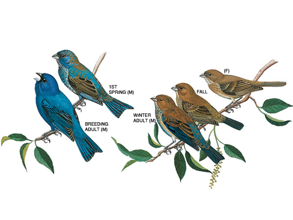 The male is deep blue, with black markings on wings and tail. The female is light brown above, buff beneath. Illustration taken from the Peterson Field Guide to Birds of Eastern and Central North America. 