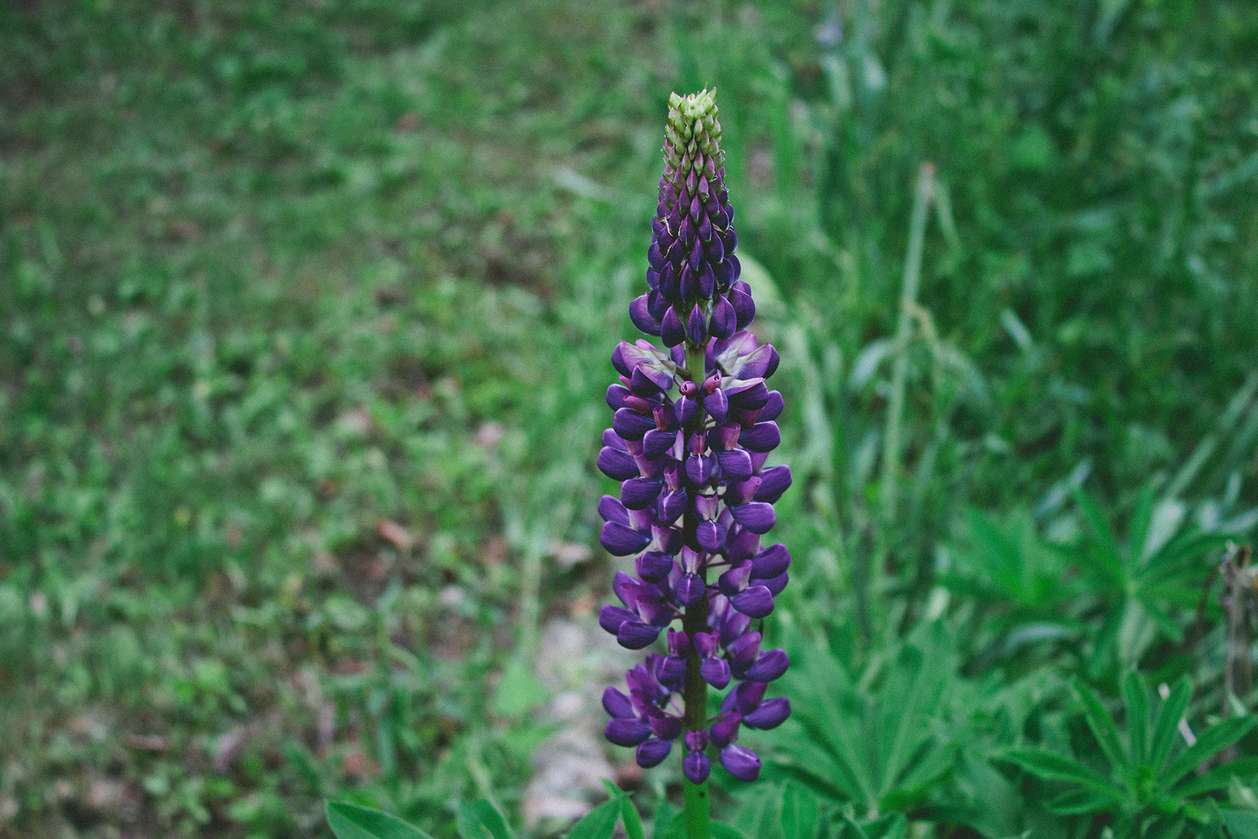 Lupine