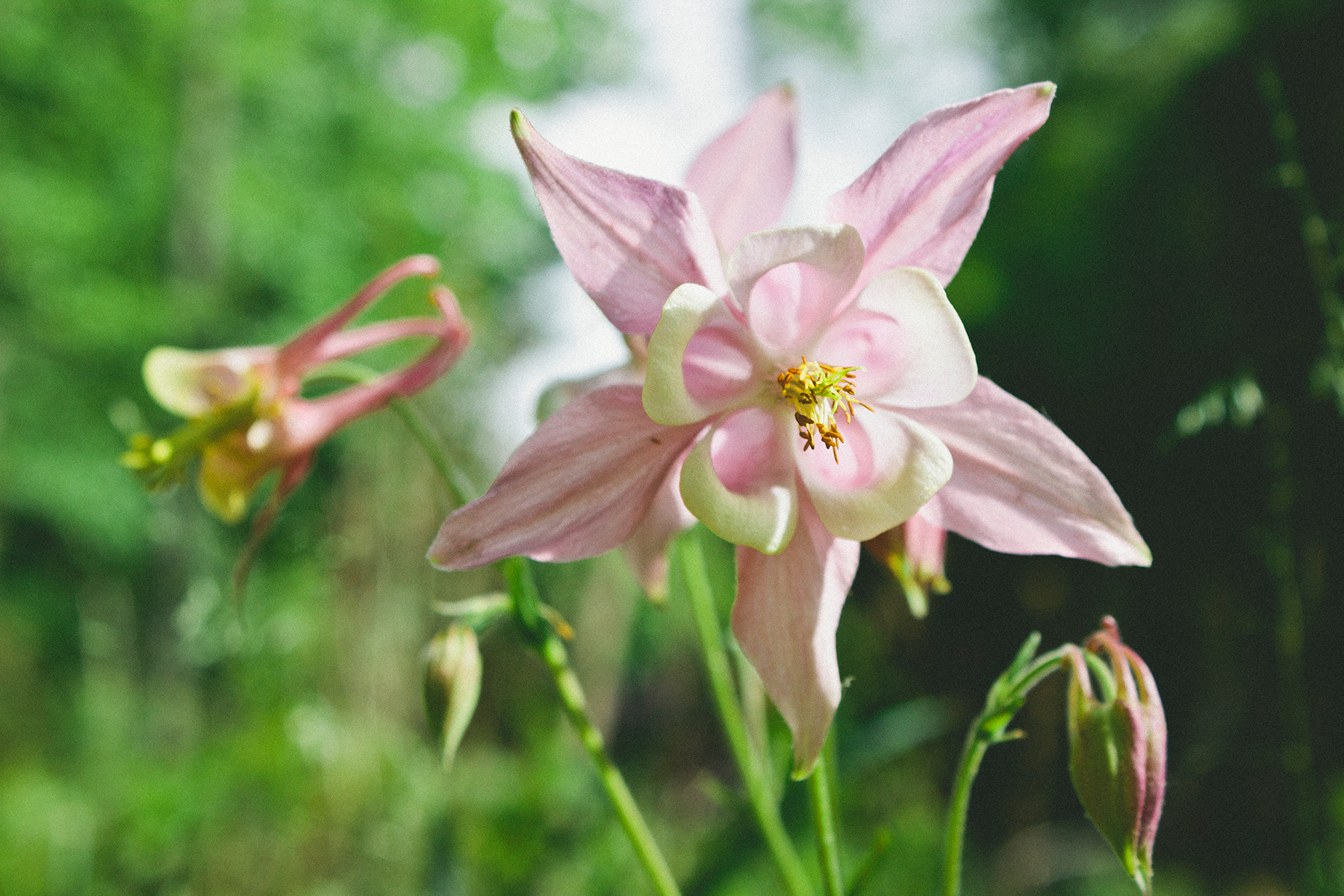  Pink Colombine 