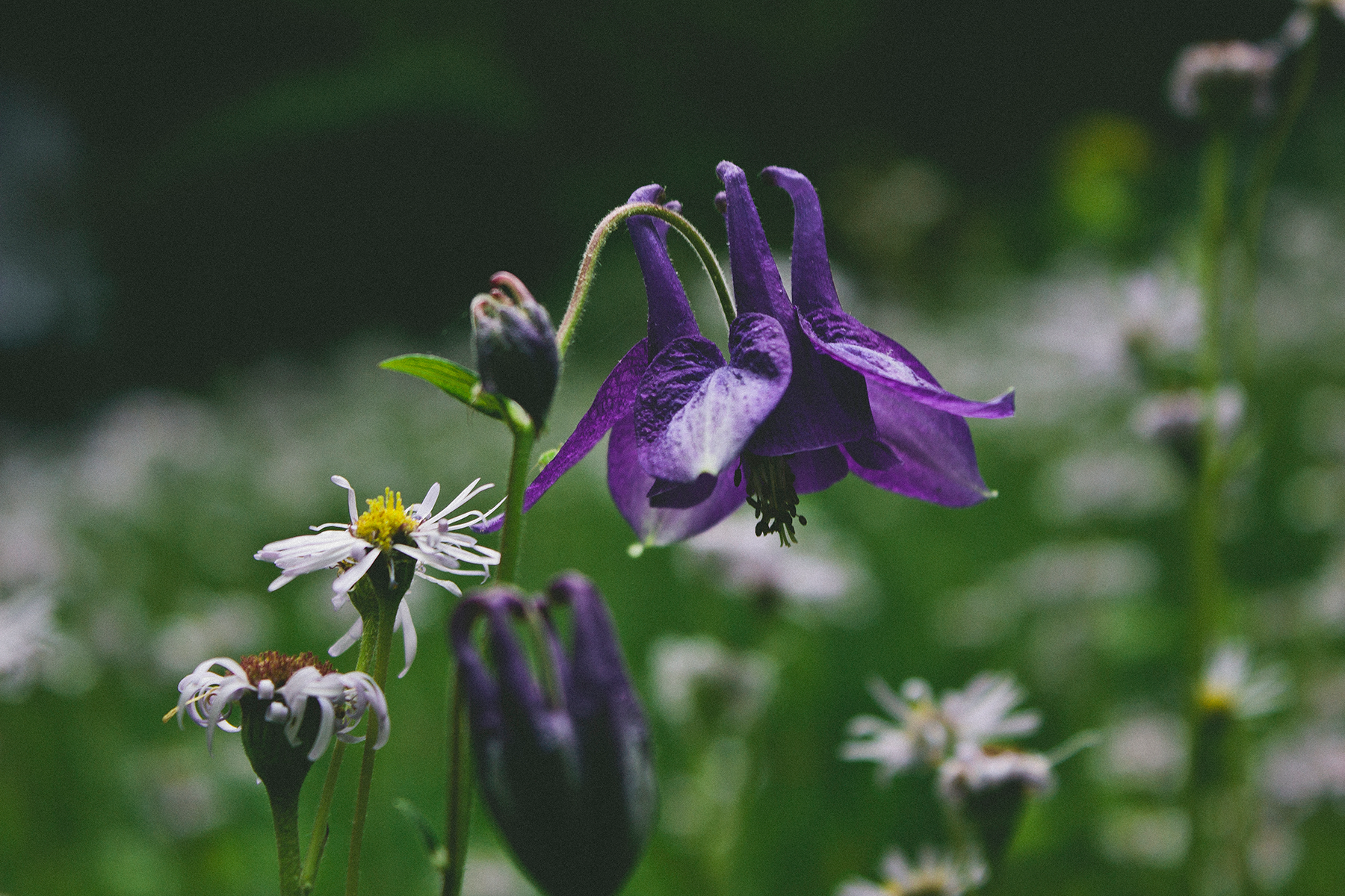 Purple Colombine