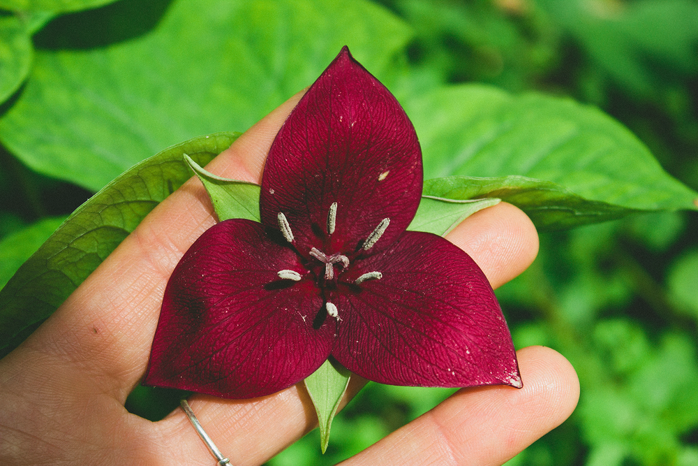  Purple Trillium 