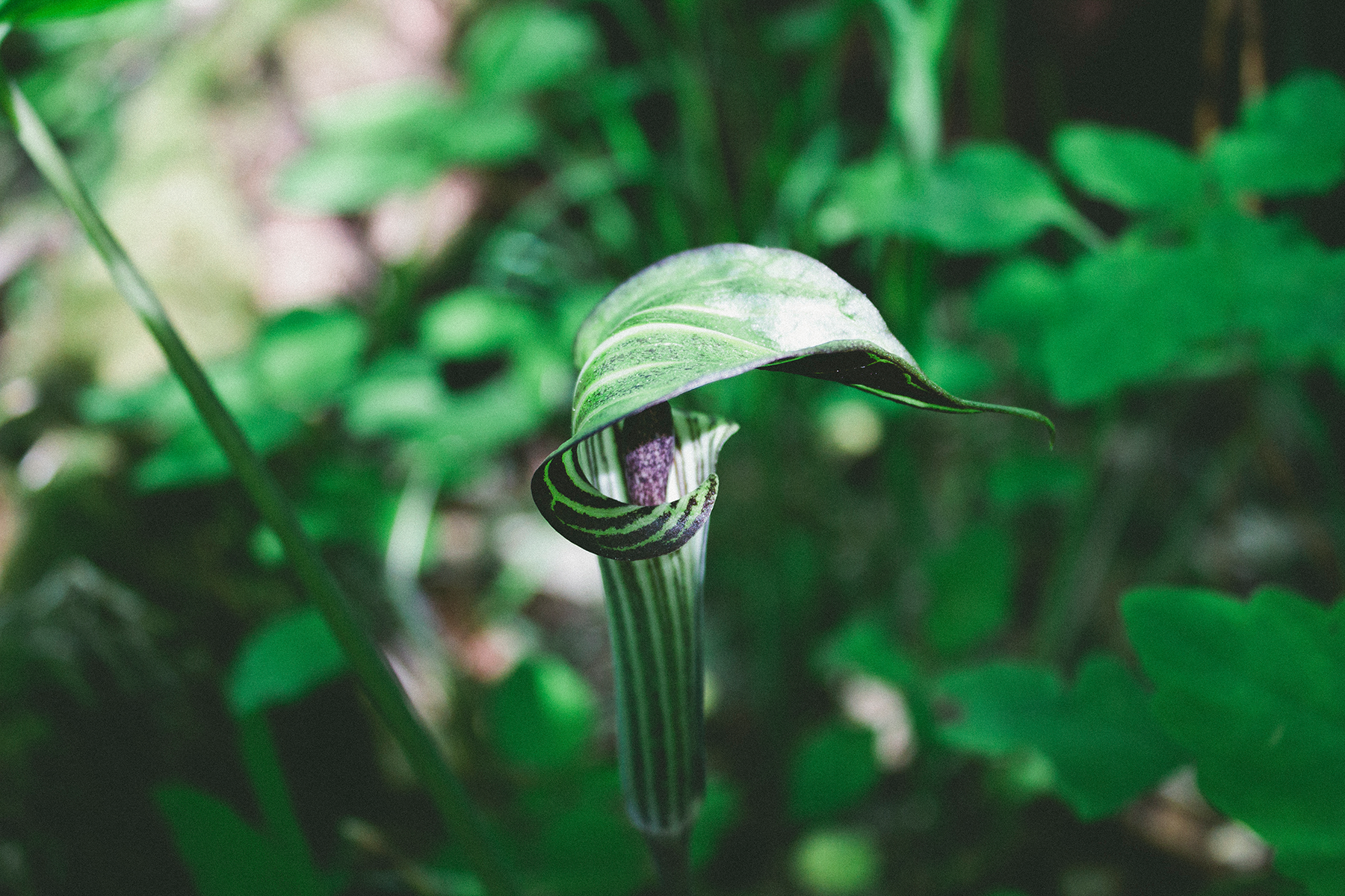 Jack in the Pulpit