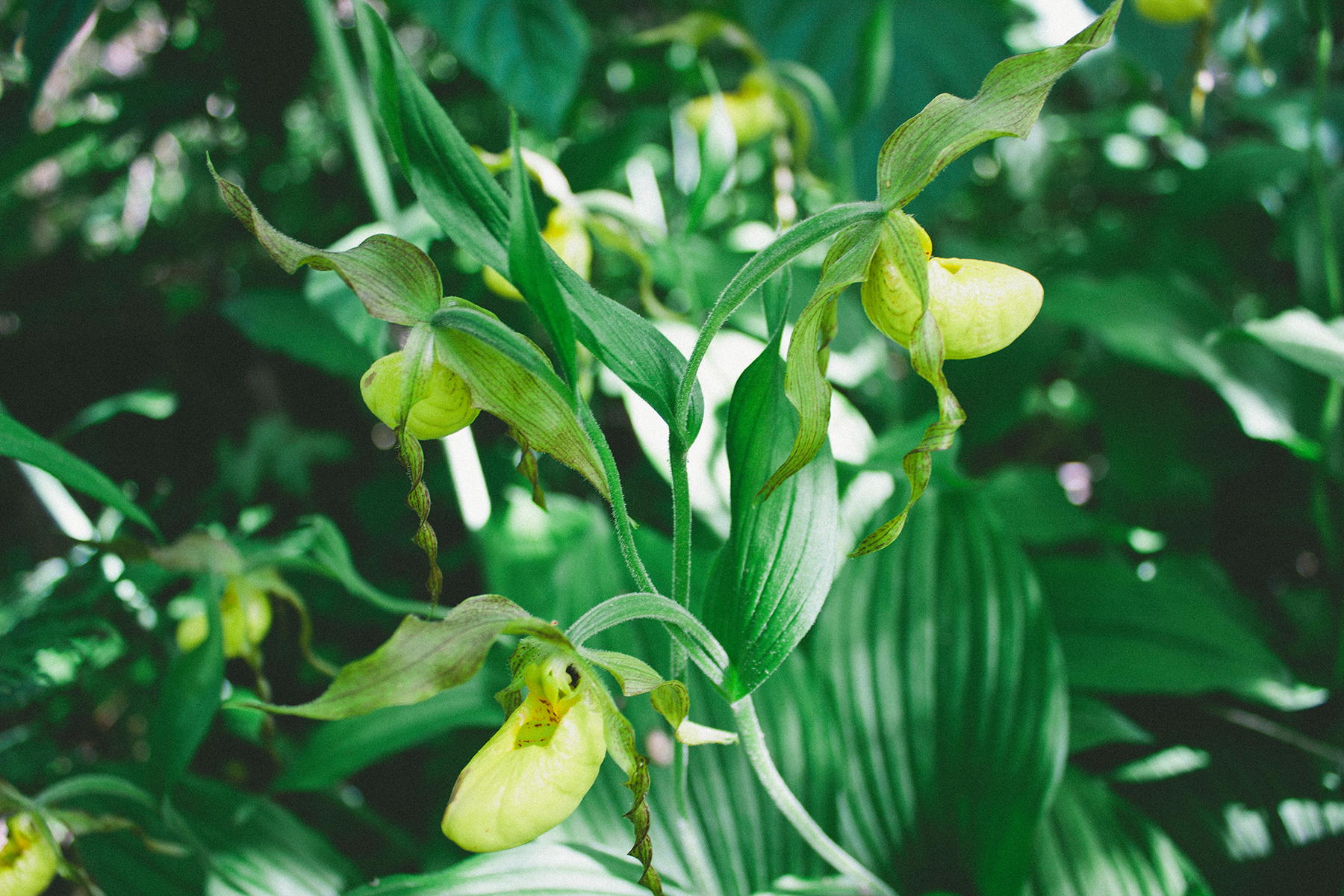 Yellow Lady Slipper