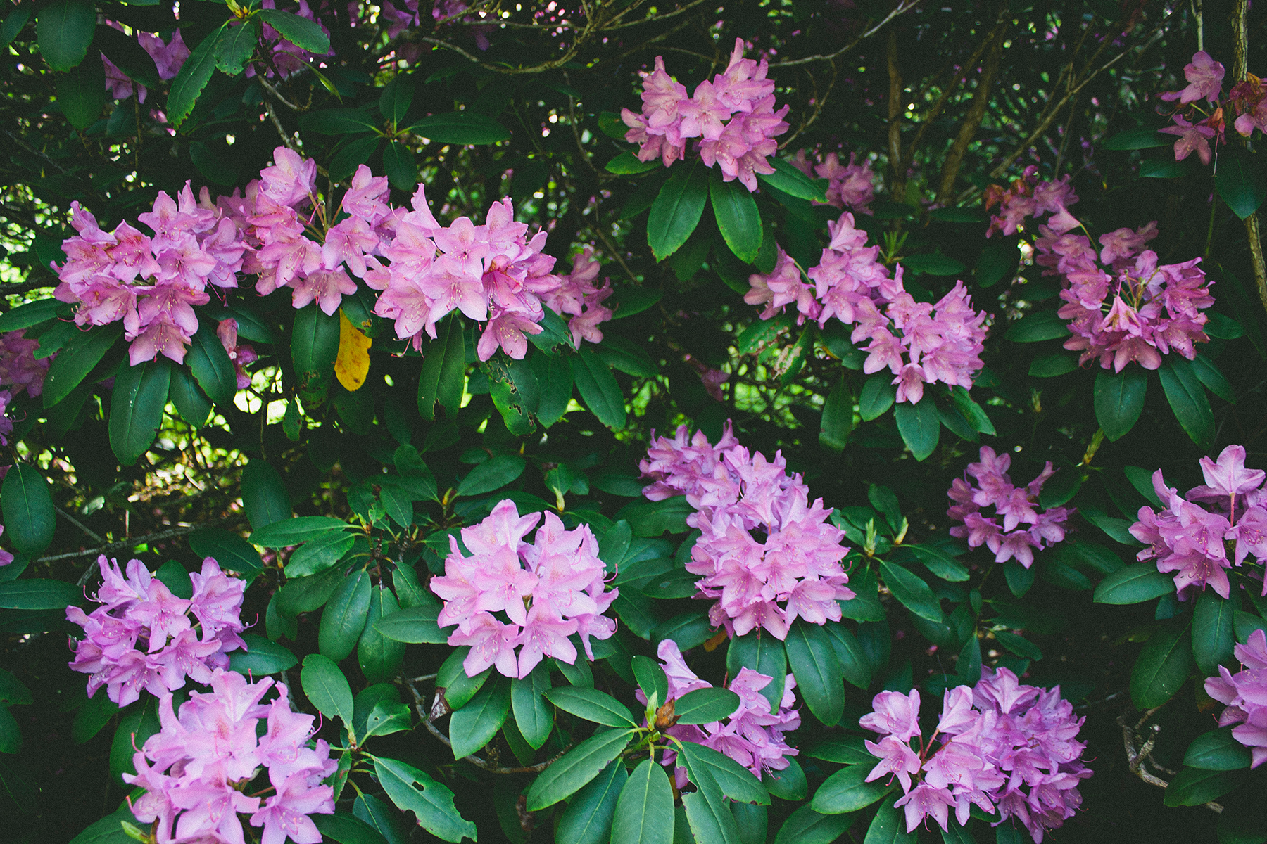  Catawba Rhododendrons 