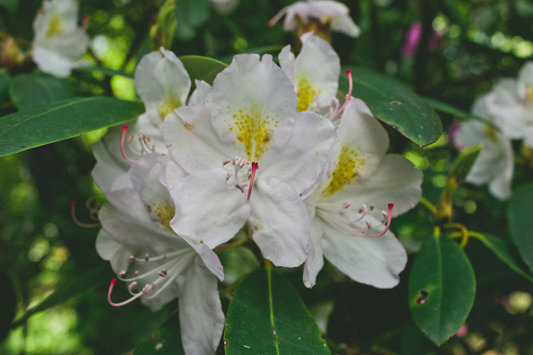 Catawba Rhododendrons