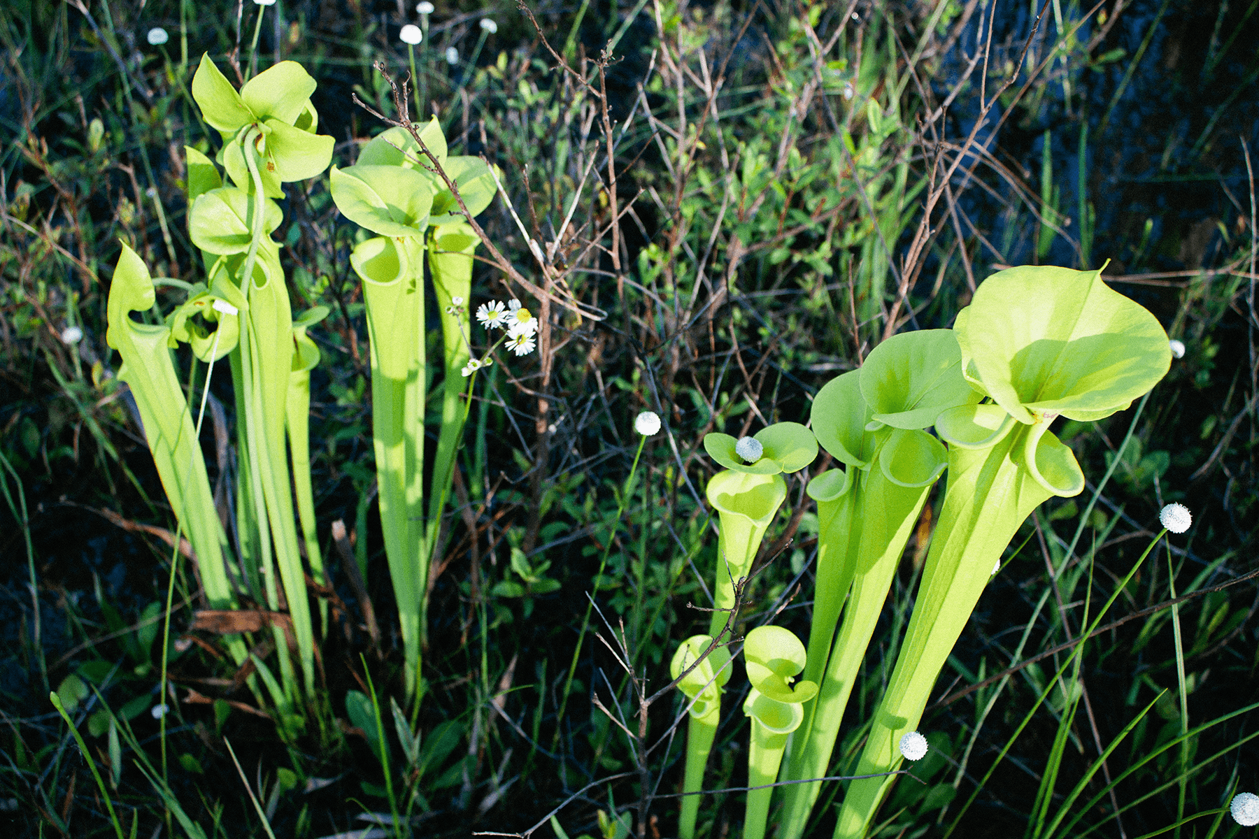S. flava L. 'Trumpet-leaf pitcher plant' is one of the largest species with conspicuous yellowish-green, erect pitcher leaves and 35" tall. The large flared hoods are held high above the mouth of the pitcher which can be a pale greenish-yellow or attractively streaked with dark maroon veins. The constriction between the hood and the tube-like leaves is usually conspicuously dark maroon. The large flowers have yellow to yellow-green sepals and petals. Flowers smell musty. In Florida this species is restricted to the northwest region from Leon County, west to Escambia County. S. flava can be seen fringing the cypress sloughs along highway 65 through the Apalachicola National Forest. Learn more here .