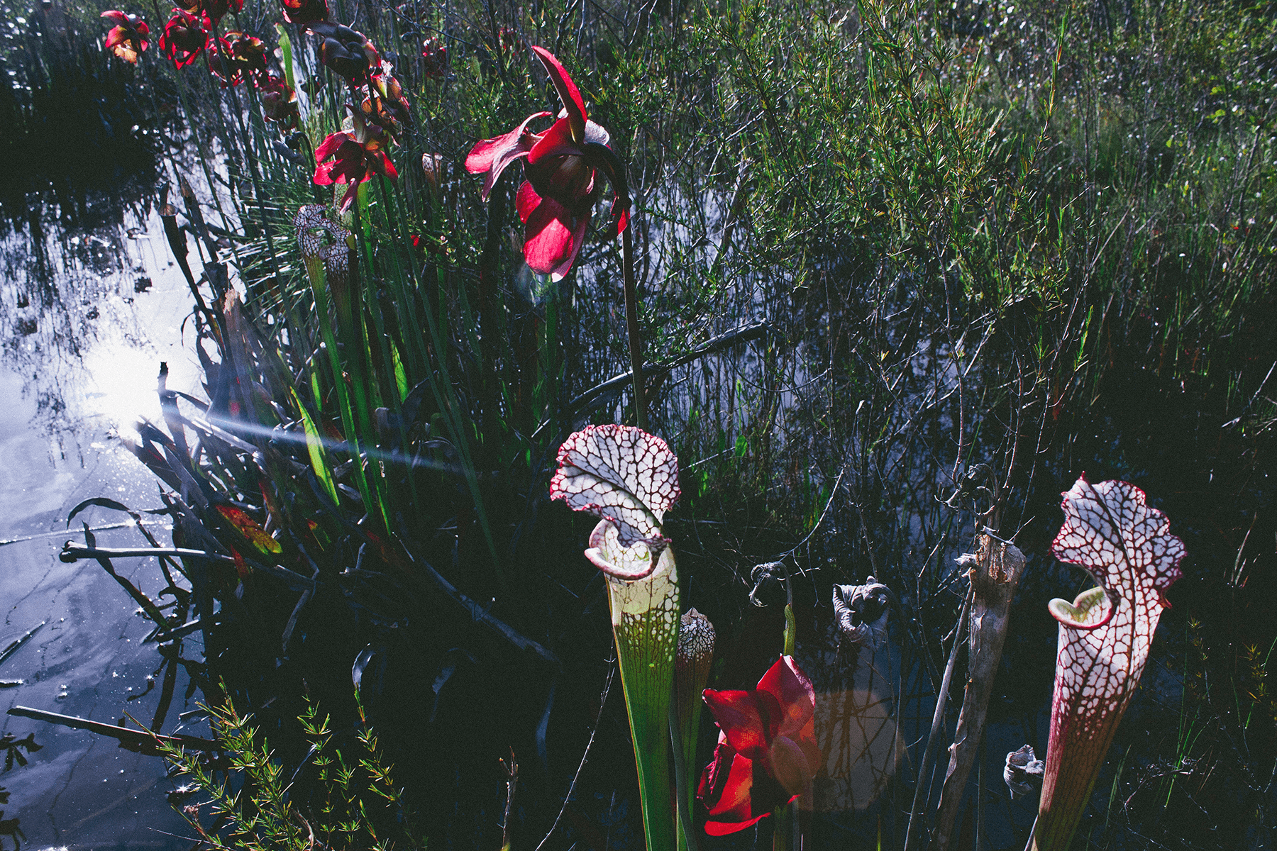 S. leucophylla 'White-top Pitcher Plant' is one of the showiest species, with large leaves up to 35" tall that catch the light and seem to glow from within. The leaves are green with white splotches and purple to green venation. The showy flowers have brick-red to a paler rose sepals and pedals. In Florida, this species is restricted to the northwest region from Franklin County west to Escambia County where it is one of the most conspicuous Sarracenia species in the coastal savannas around Perdido Bay, Pensacola Bay and Choctawhatchee Bay. This species is prevalent in the open savannas, sometimes found in small sphagnum bogs or in floating mats along acidic streams that run through sand hills. This plant is listed as a Florida Endangered that is subjected to a variety of threats including the loss or degradation of wetland habitat, often through conversion for cultivation, housing, and the development of recreational areas; direct use of and drift from herbicides; invasive exotic species such as kudzu, Chinese privet, and Japanese Honeysuckle; suppression and elimination of the natural processes essential for the maintenance of bog habitat (for example, through fire, or the activities of beavers); and direct collection of the species from poachers or just avid unique plant collectors aka poachers. Must we have every plant in our garden? The answer is no. There is not reported to be any legal protection for the white-topped pitcher plant and further study is needed to assess the level and impacts of trade and habitat loss on wild populations. Other recommended conservation measures include developing a management plan for the species, providing collectors with information on less harmful harvesting techniques, and educating vendors and florists about the threats to this popular but vulnerable plant. To find out more about the white-topped pitcher plant and its conservation see: International Carnivorous Plant Society The North American Sarracenia Conservancy .