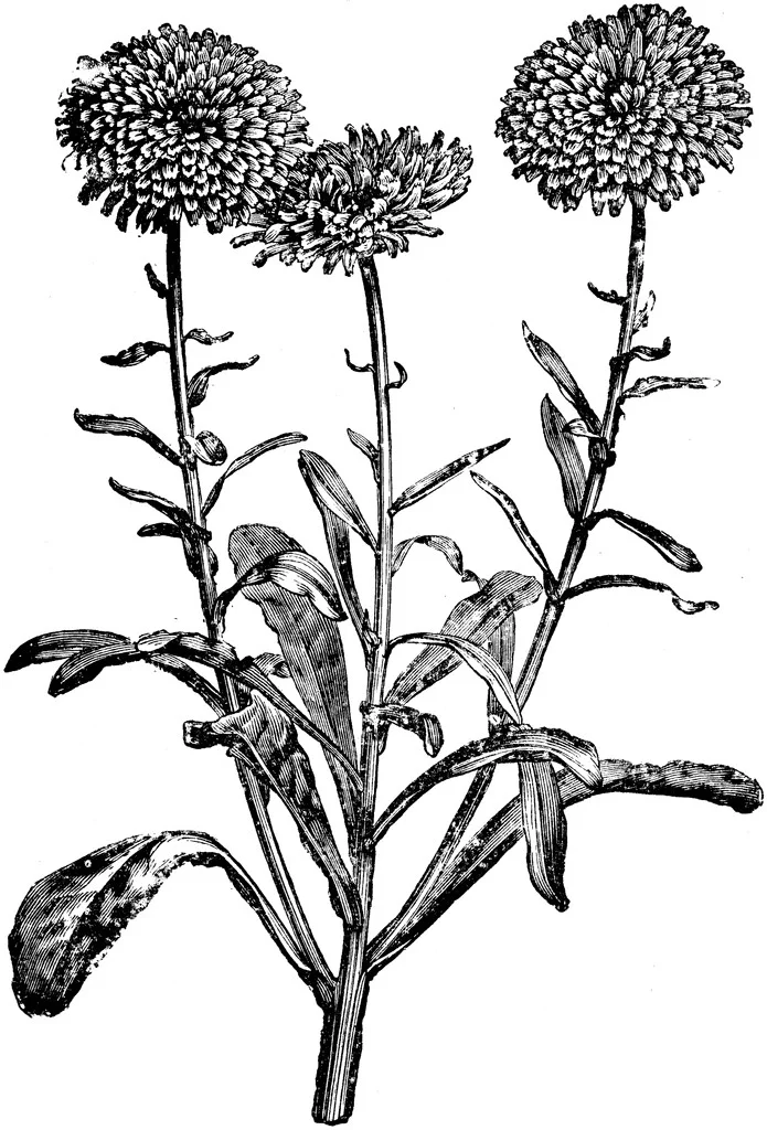 I happened to have calendula oil readily available, but if you don’t it’s easy to swap out for another such as almond or jojoba. Calendula oil is extracted from marigold flower tops and does not have an immediately fragrant scent. However it has long been used for healing purposes and can be a great agent when dealing with both external and internal repair. Both anti-viral and anti-microbial, it is also anti-inflammatory that can sooth lungs and help to reduce respiratory swelling when applied to the chest region.