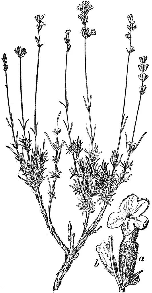 Providing a clean and calming aroma, lavender is an excellent essential oil choice for inhalants. This herb has a well-researched effect on the nervous system, shown to help treat headaches, depression, nervous exhaustion, and restlessness. An antibacterial, lavender can also be effective when treating respiratory ailments: its stimulating nature works to relieve congestion by loosening phlegm to be eliminated from the body, as well as fighting off respiratory tract infections. Further, lavender can relieve pain created through hypertension (who else always feels so sore when they’re sick?!).