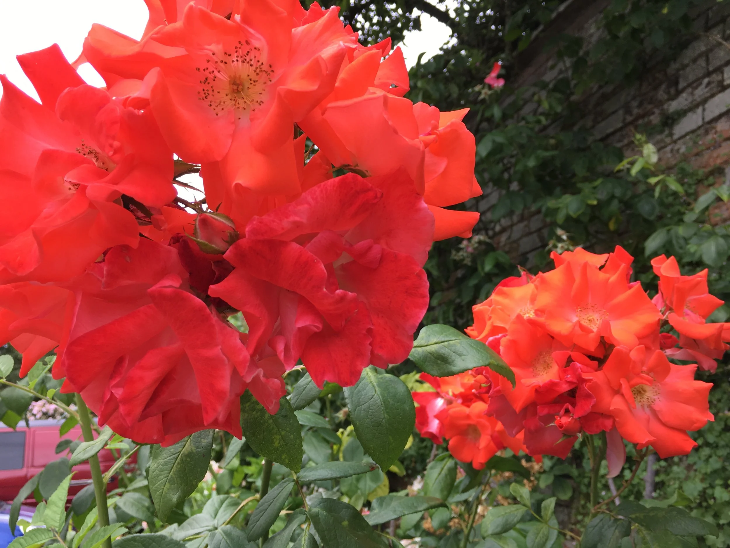 Maintaining health is like nurturing a garden 