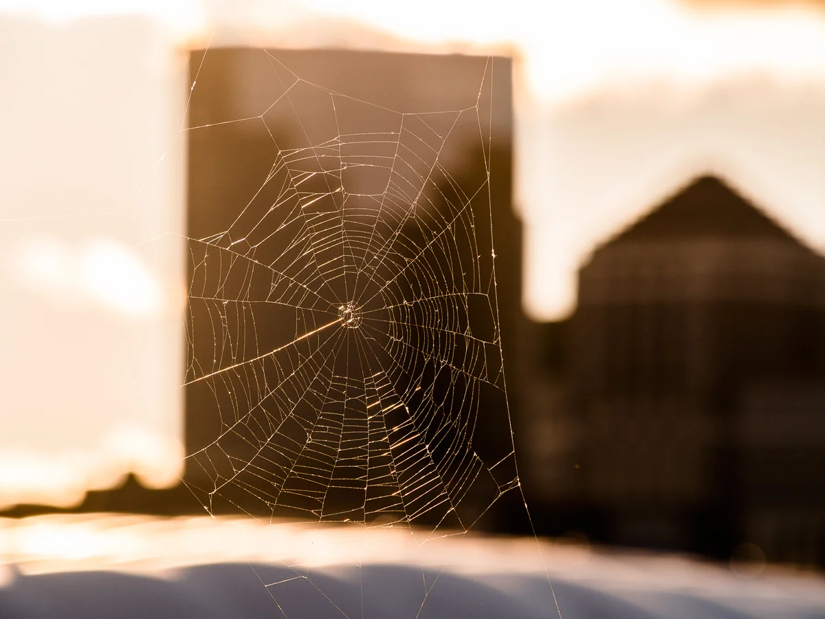 web.jpg