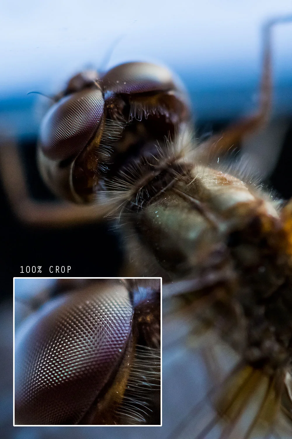 1/200 second, f/2.8, ISO 800 Processed in Adobe Camera Raw