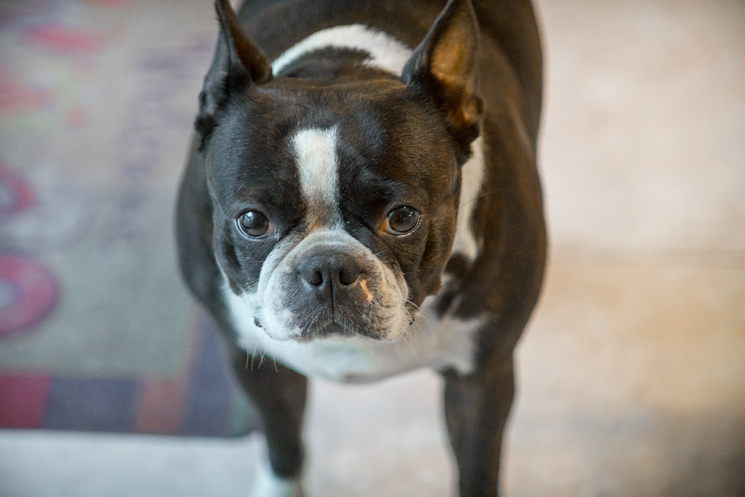 I know this is a random photo of a cute doggie (french bulldog or boston terrier?), but high resolution has its advantages. I shot this with an old, adapted Konica 135mm/3.5 lens wide open (manual focus--the focus peaking on the A7x series is a joy!). Looking at the file 1:1, it's definitely not the sharpest lens; when downsized from such a high resolution, one can hardly even tell! Another win for the A7RII...