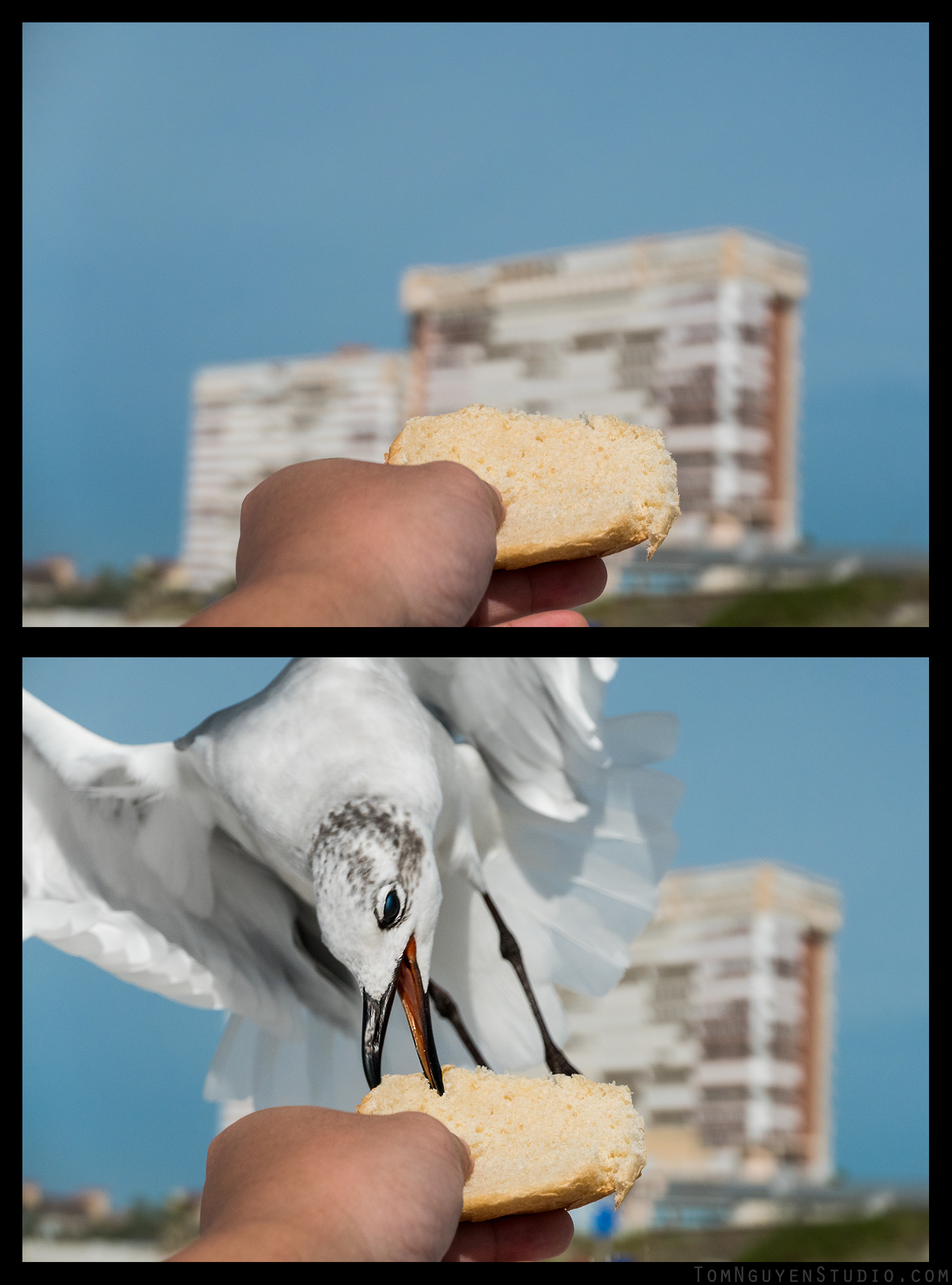 LX100: f/4.0, 1/2000 second, ISO 200. I manually focused on the bread, and shot in burst mode. I suppose I could have tried 4K Photo Mode , but I haven't played with it enough.