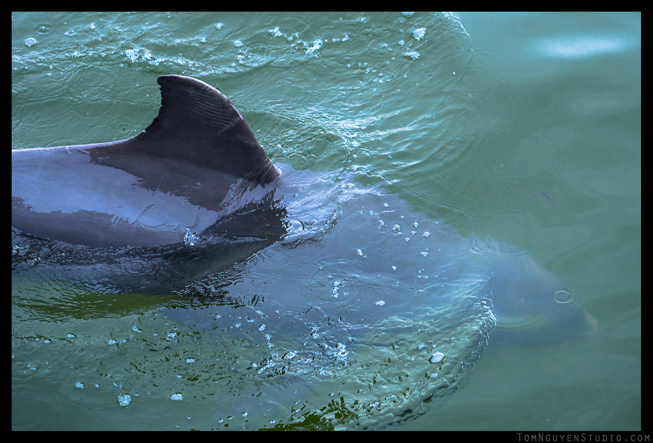 Panasonic G7 + 35-100mm/2.8 lens at f/3.2, 1/1000 second, ISO 400. OMG I just barely caught this dolphin swimming in the water right below our feet!
