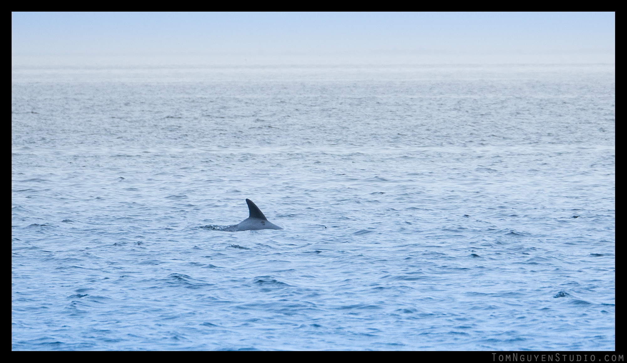 Panasonic G7 + 35-100mm/2.8 lens at f/3.2, 1/1600 second, ISO 320 Bye-bye, dolphin...