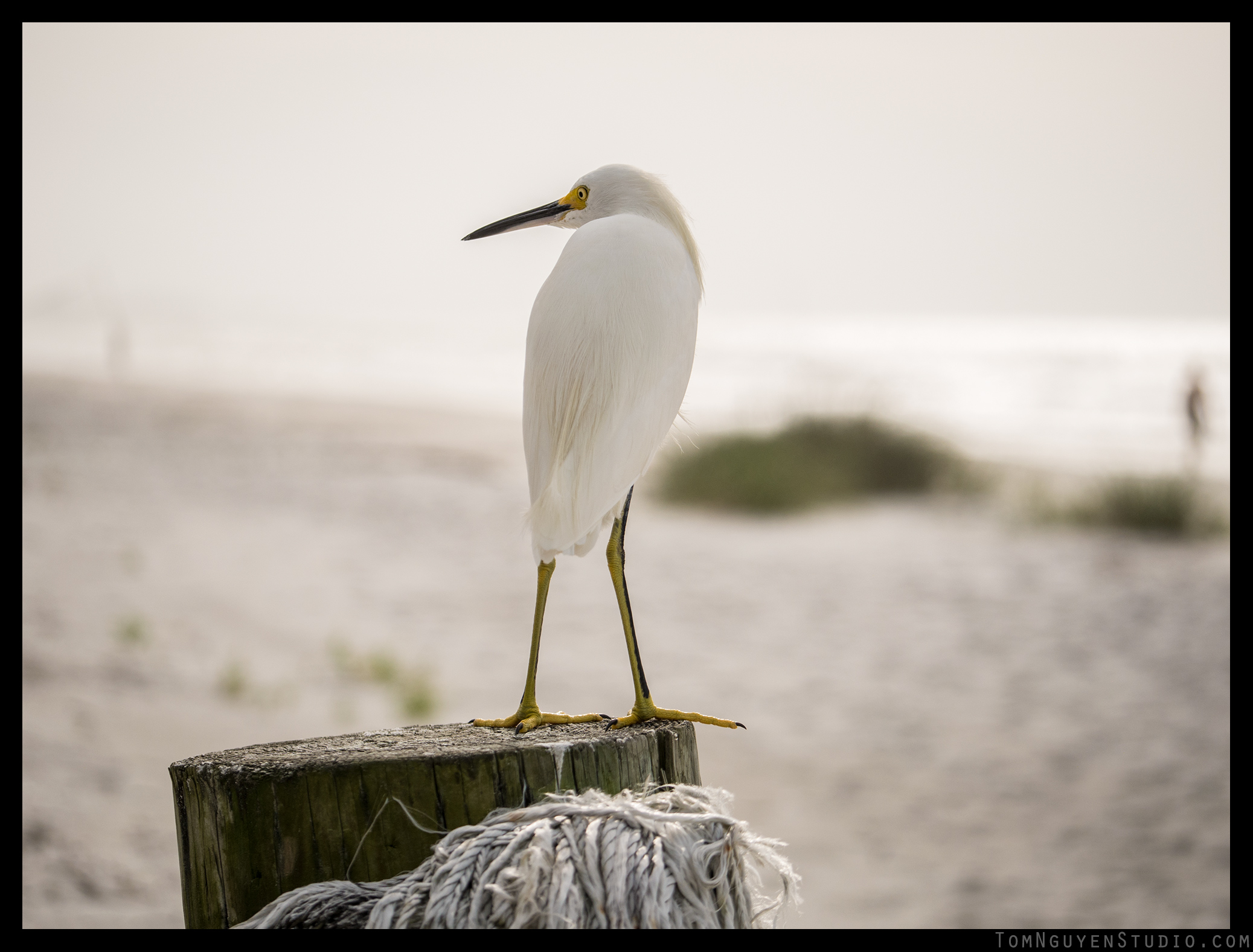 Panasonic G7 + 35-100mm/2.8 lens at f/2.8, 1/4000 second, ISO 200.