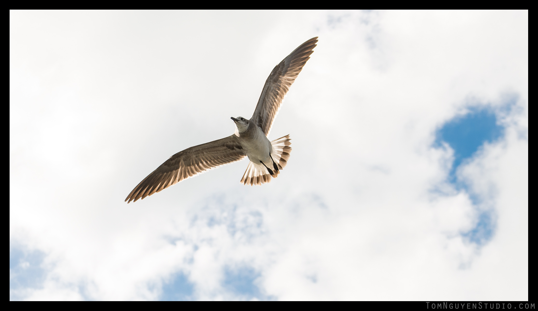 Panasonic G7 + 35-100mm/2.8 lens at f/3.5, 1/2500 second, ISO 200.