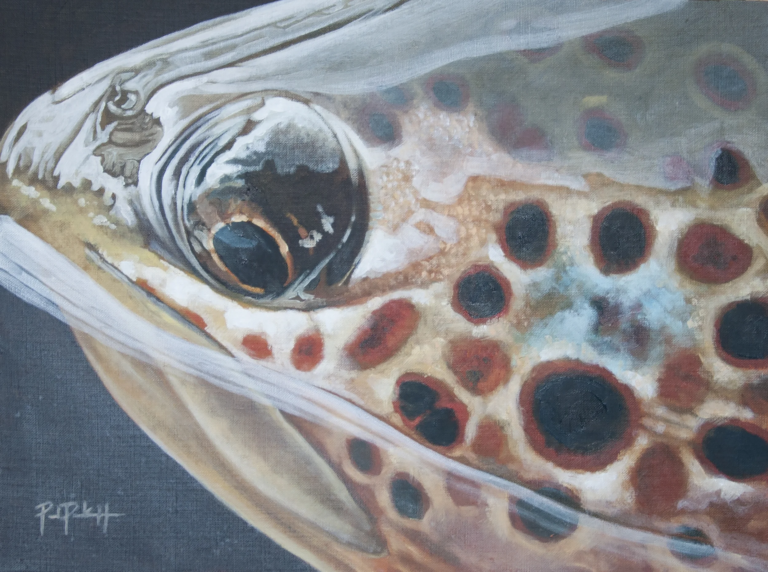 "Brown Trout Reflection"