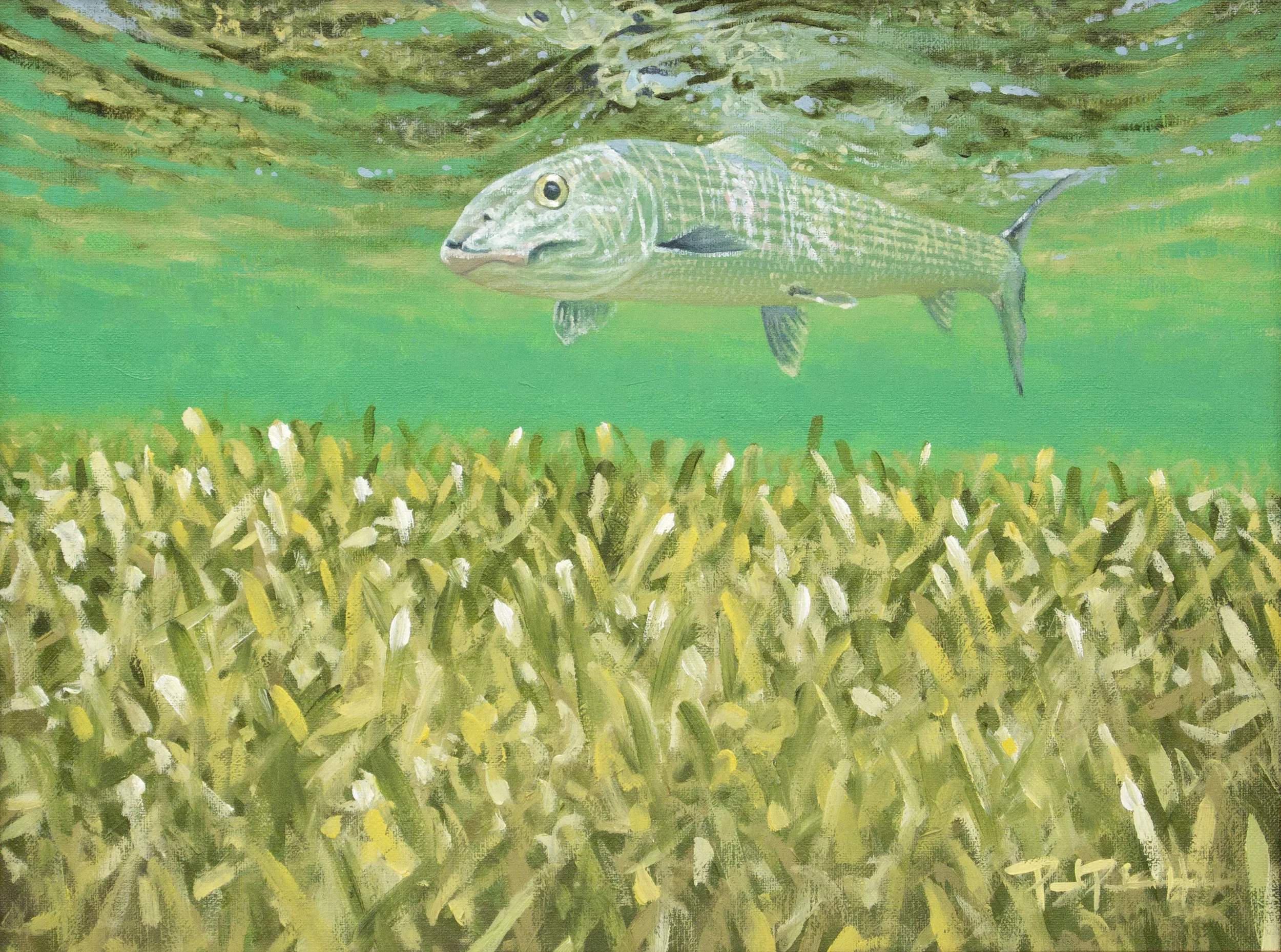 "Bonefish Over Turtlegrass"