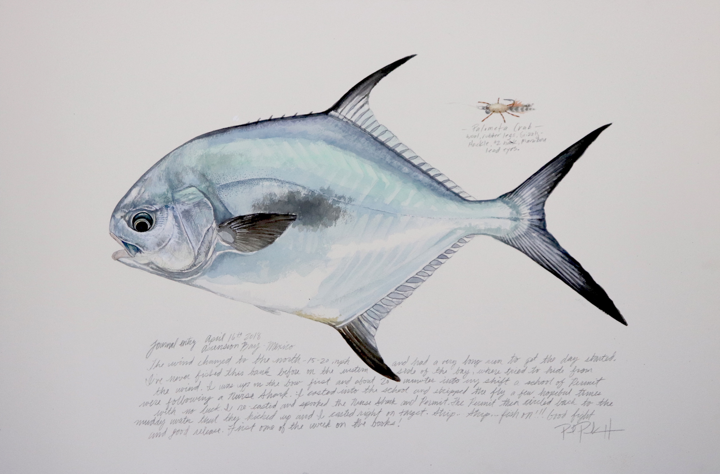 First of the Week (Permit) SMALL.jpeg