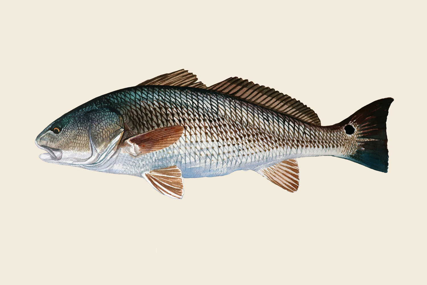 Custom Redfish Print — of Paul Puckett