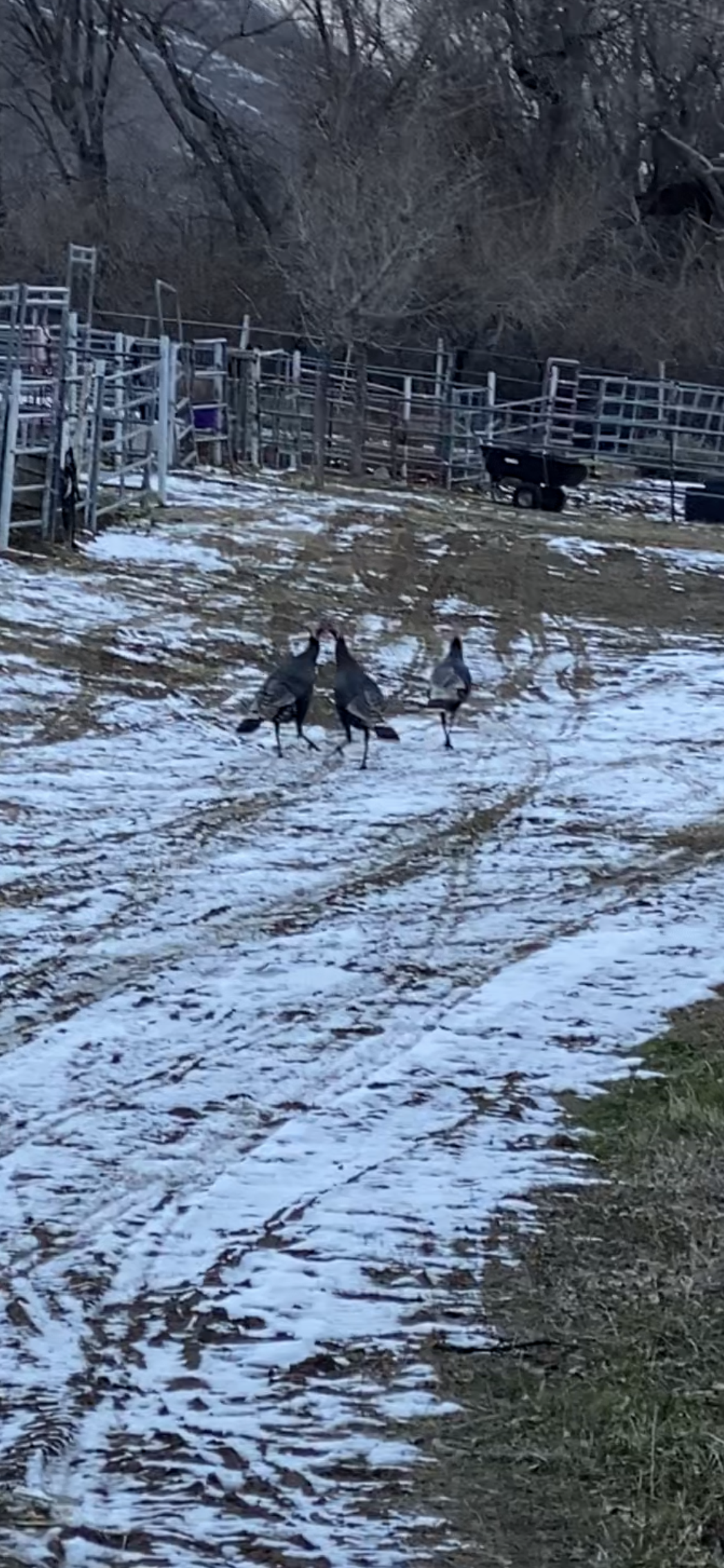 "Wild" Turkey Invasion