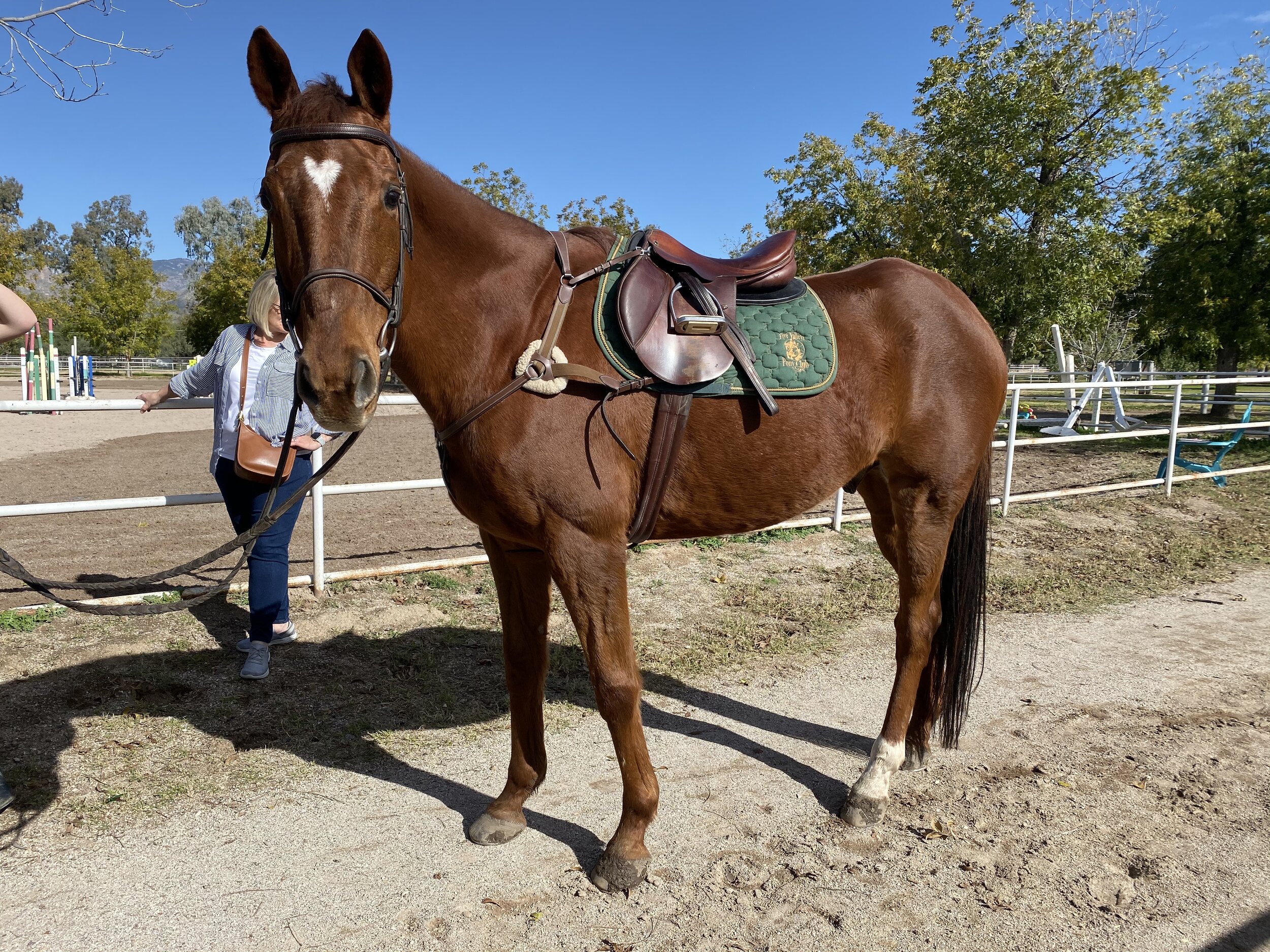 Considerations for Horse Buyers-Part 2