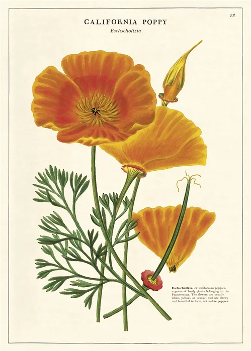 WRAP-POPPY-2.jpg