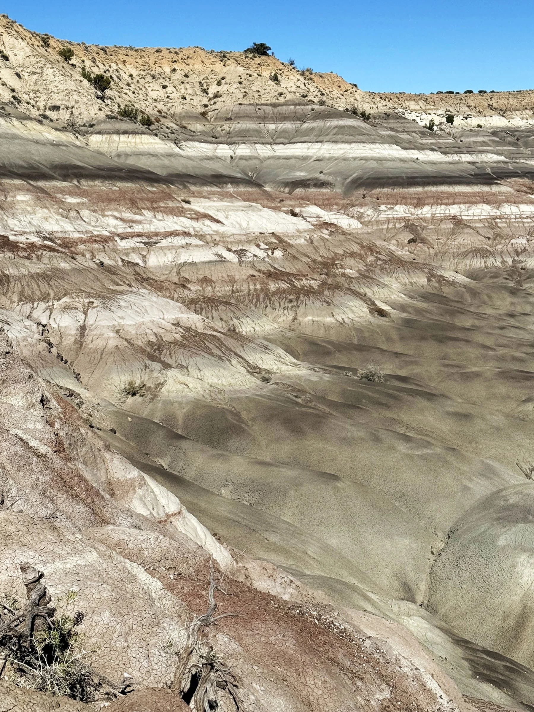Lybrook Fossil Area.jpg