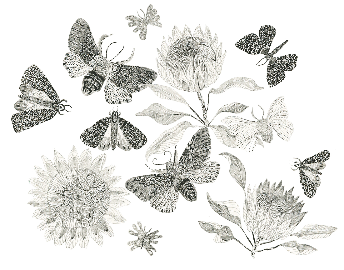 Moth and Protea Ink on paper 12" x 16"