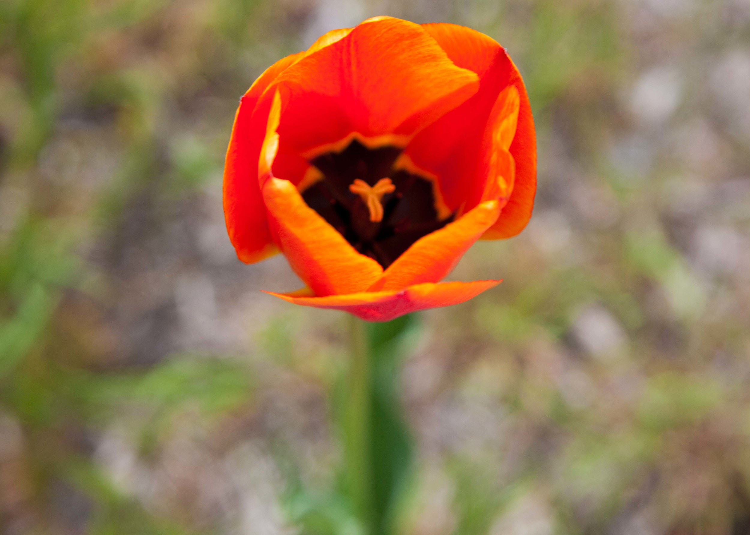 The lone tulip on path to the beach.