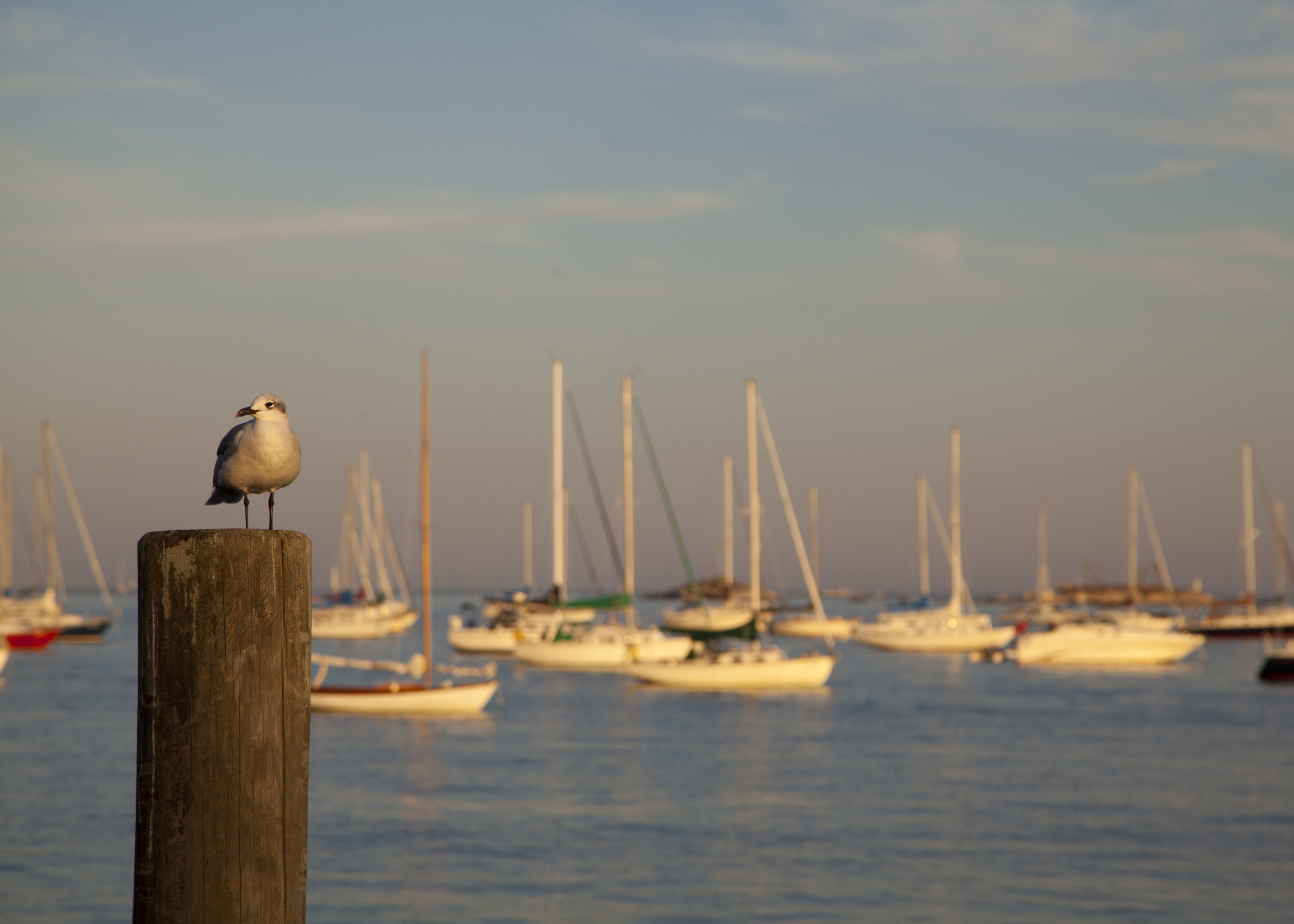 Killer seagull.
