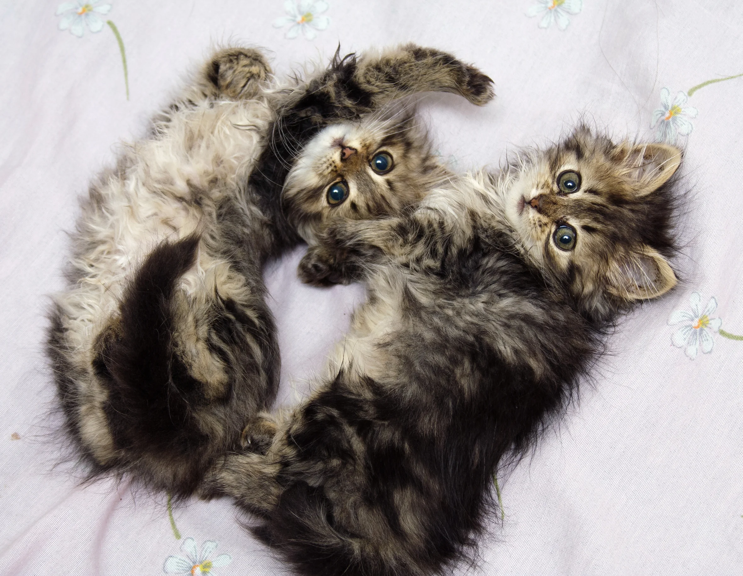 I wasn't able to take a photo of a labour and delivery suite at South Health Campus, so please enjoy this adorable photo of kittens instead.
