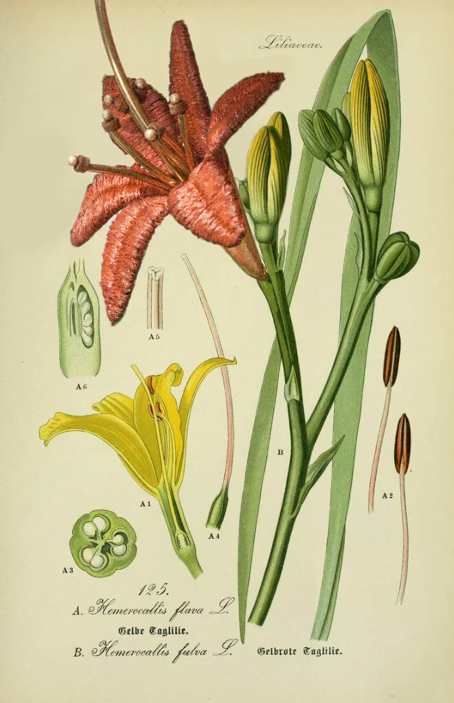 botanical print tigerlily terra.jpg