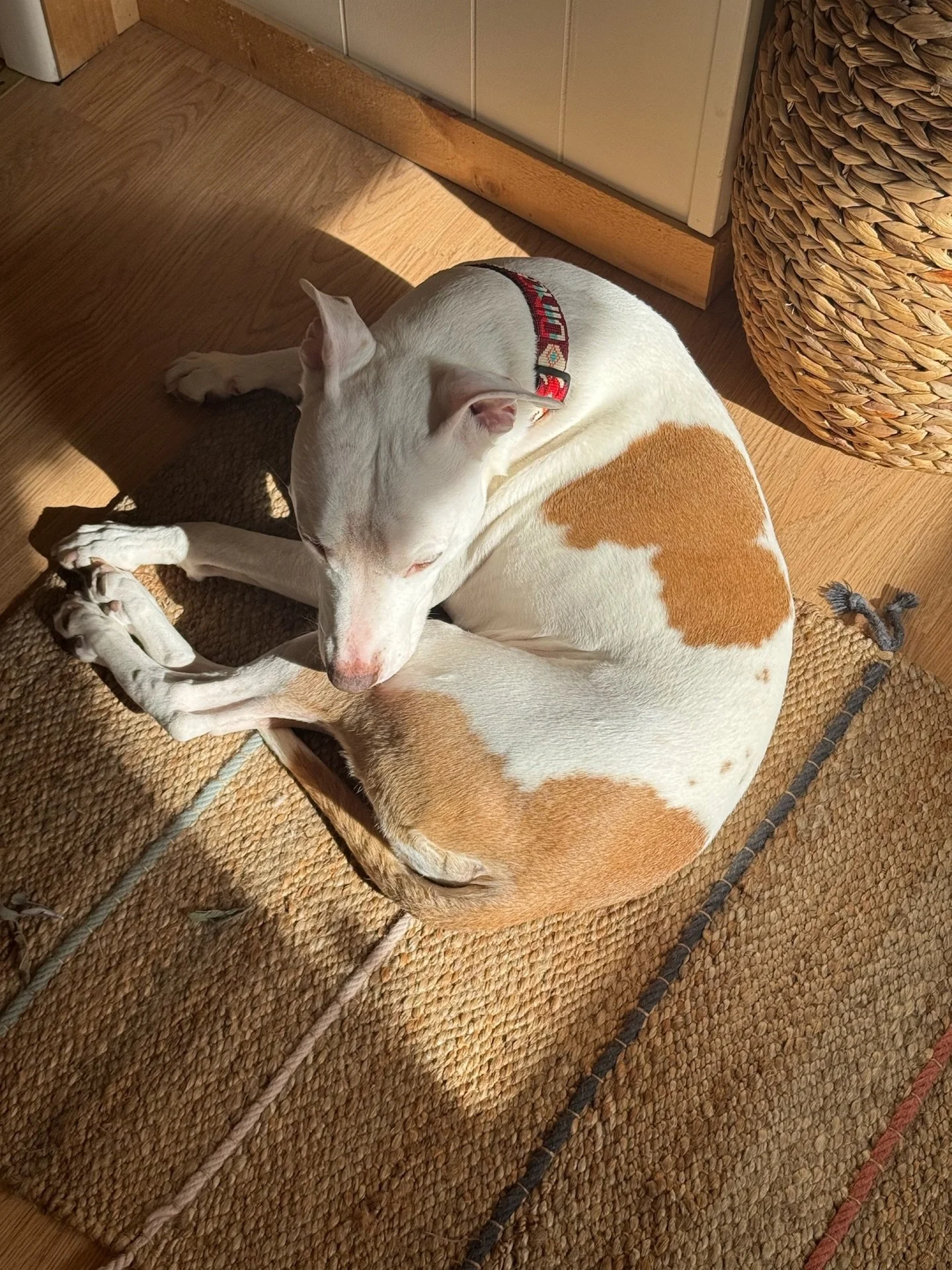 Wondering how many other vendors @ooak_toronto miss their dogs&hellip; and the sun shine ☀️.

Lucky for me, #torontodogs are pretty friendly! 
Thanking everyone coming out to see us to make the sacrifice worth it 😅

##sappypost #torontolife #shoploc