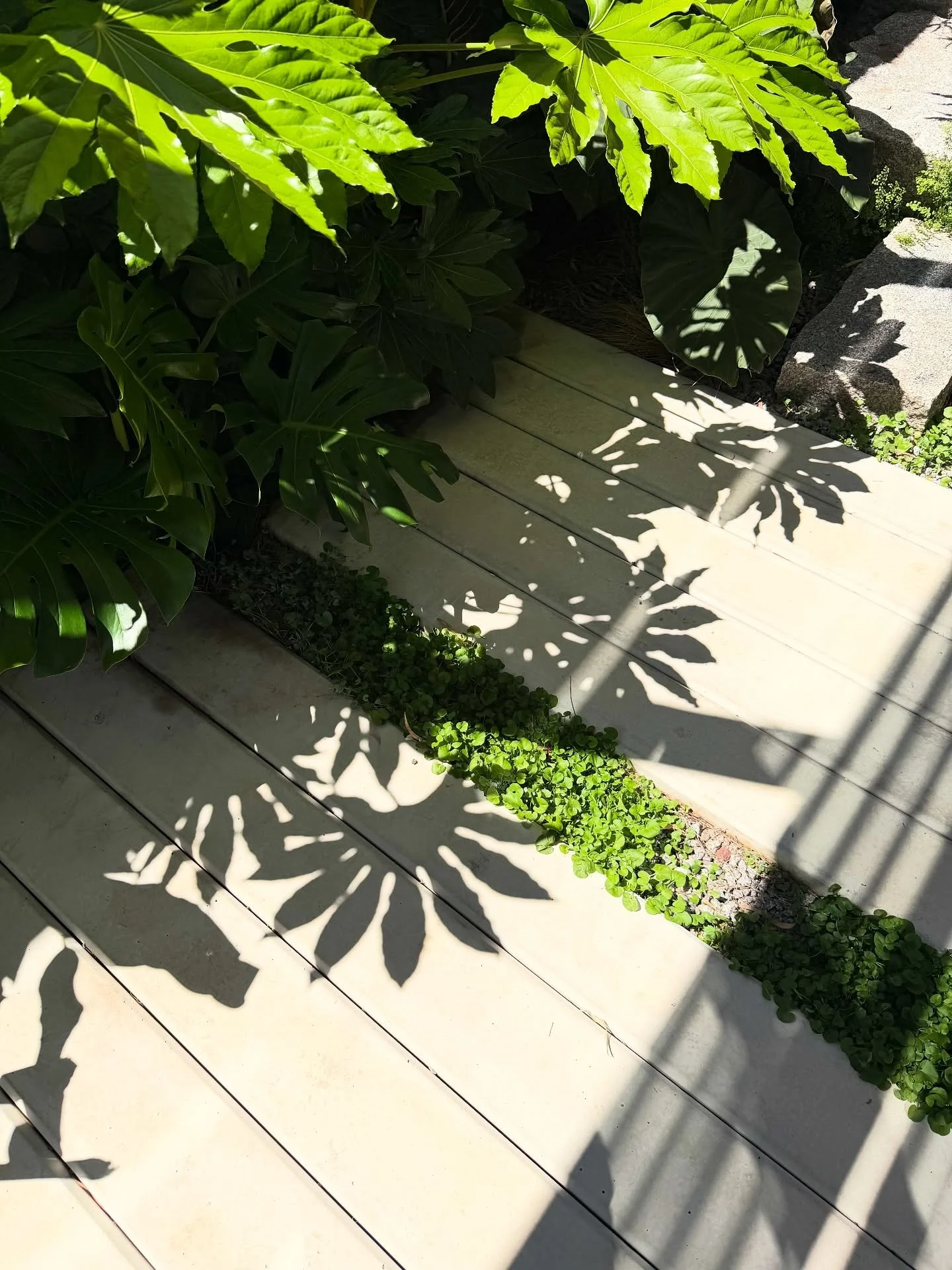 Beautiful shadows at our Fitzroy North Project
Design: @akas_landscape 
Build: Advanced Landscaping and Paving
