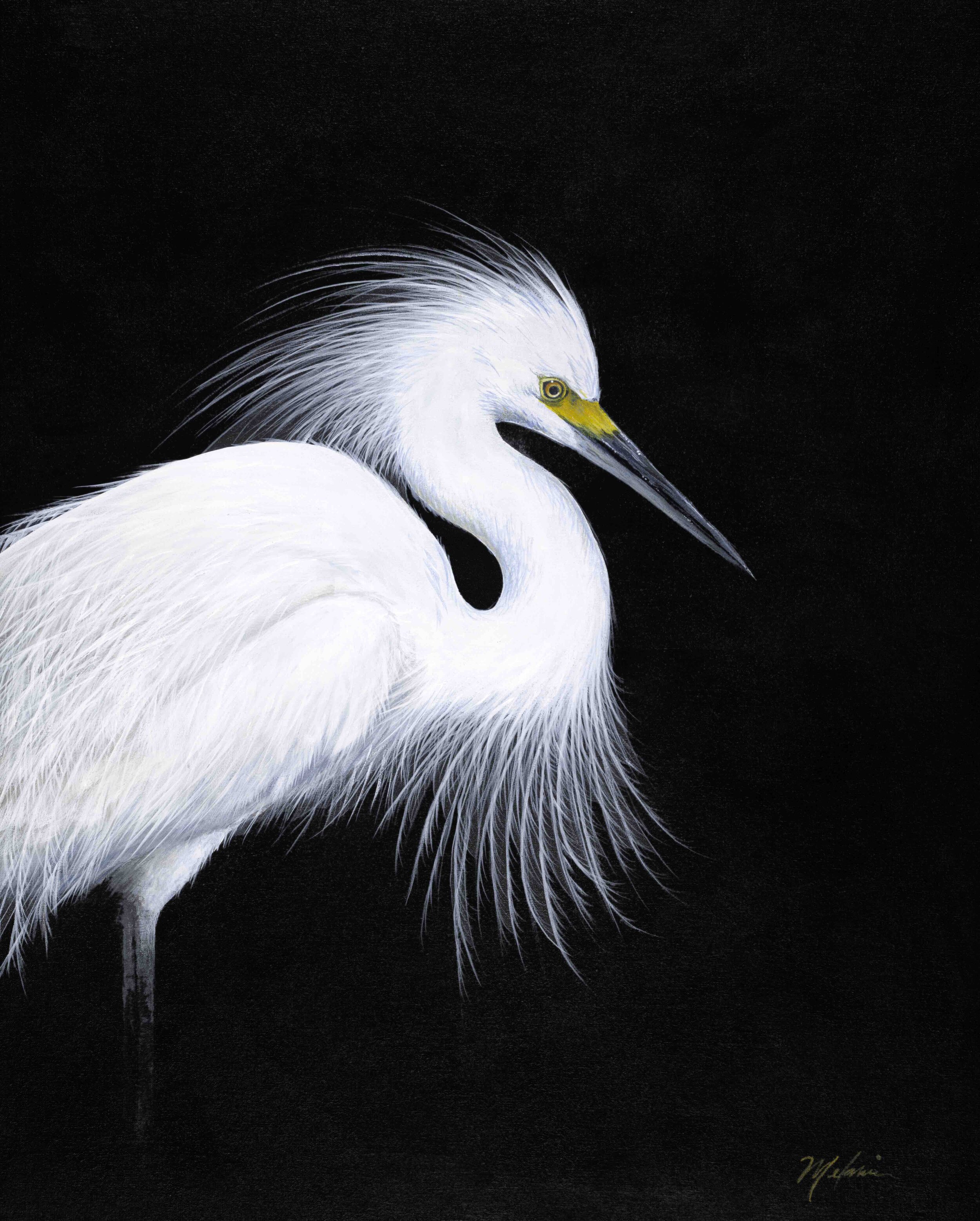 'Flurry'  Snowy Egret 