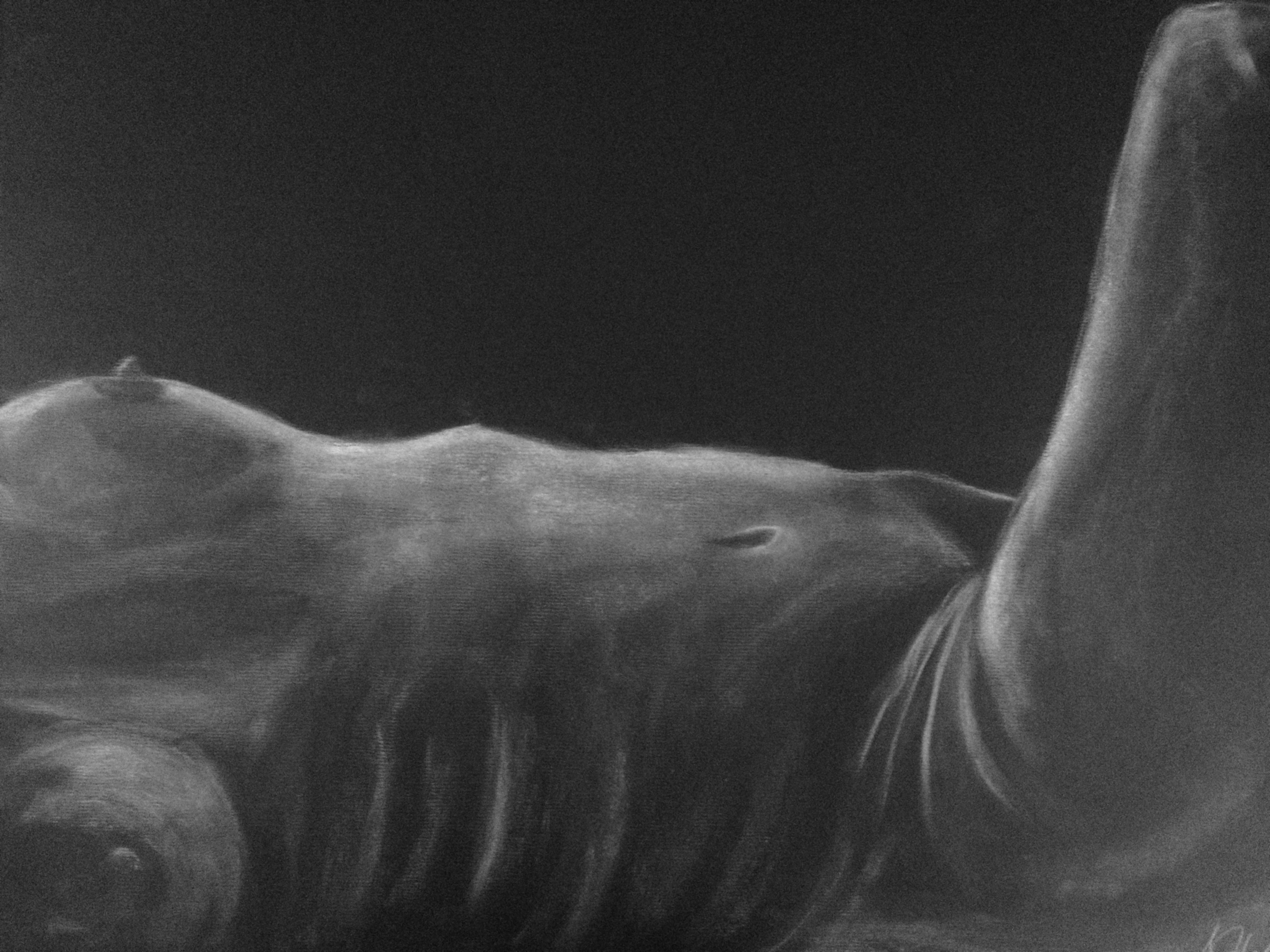  24"x18" White charcoal on paper. 