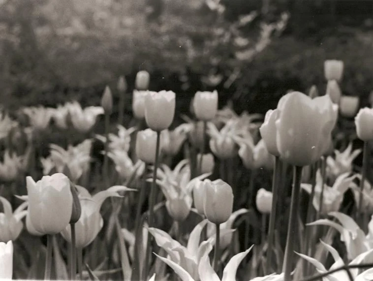 Tulip.jpg
