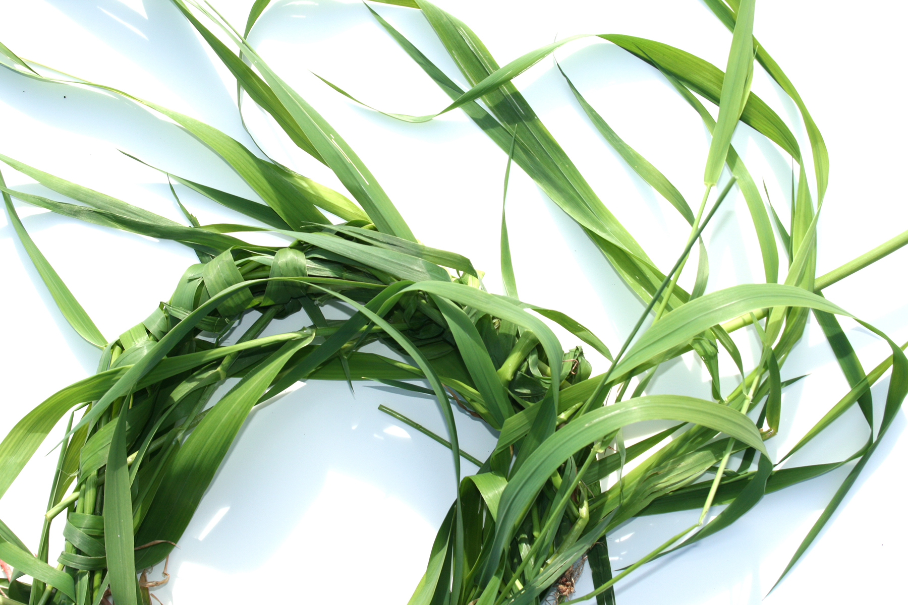 070913_Wheatgrass Headdress.jpg